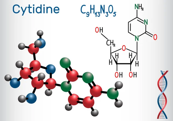 La citidina - molécula de nucleósidos de pirimidina, es parte importante del ARN. Fórmula química estructural y modelo molecular — Vector de stock