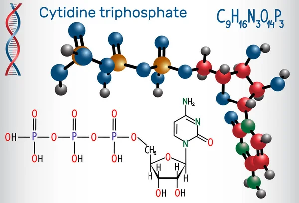 A molécula do triphosphate CTP do cytidine, é a molécula nucleoside do pyrimidine, é um substrato na síntese do RNA. Fórmula química estrutural e modelo de molécula —  Vetores de Stock