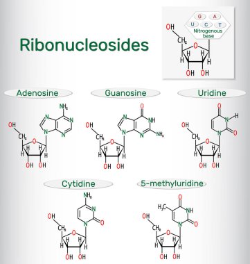 Ribonükleozitler (adenozin, guanozin, sitidin, uridin, 5-metilüridin) - pirimidin ve pürin nükleozit molekülü. Yapısal kimyasal formüller.
