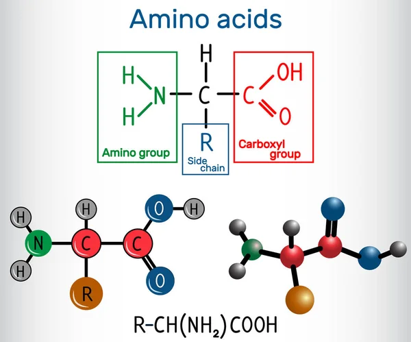 Fórmula geral de aminoácidos, que são blocos de construção de proteínas e fibras musculares. Fórmula química estrutural e modelo de molécula —  Vetores de Stock