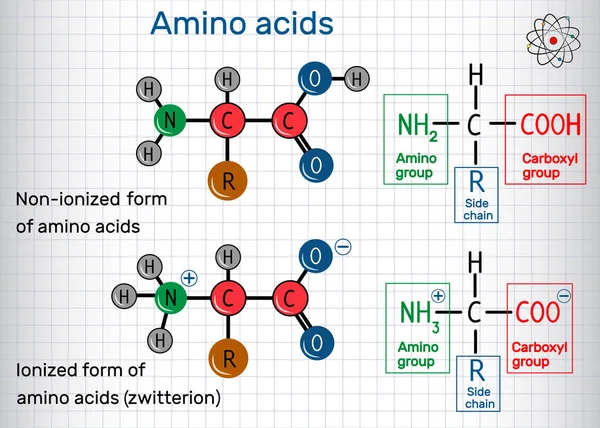 Generel formel af aminosyrer, ioniserede og ikke-ioniserede zwitterion former. Strukturel kemisk formel og molekylemodel. Papir i bur – Stock-vektor