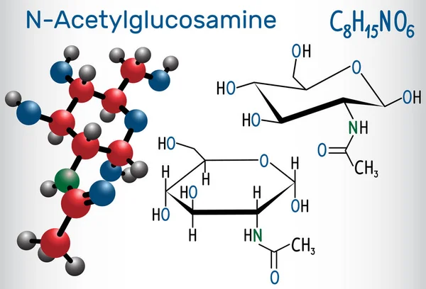 La molécule NAG de N-acétylglucosamine, est l'unité monomère de la chitine et polymérisée avec l'acide glucuronique, elle forme l'acide hyaluronique. Formule chimique structurelle et modèle moléculaire . — Image vectorielle