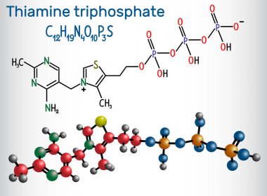 Tiamin trifosfat Thtp , bu vitamin tiamin trifosfat türevidir. Yapısal kimyasal formül ve molekül modeli