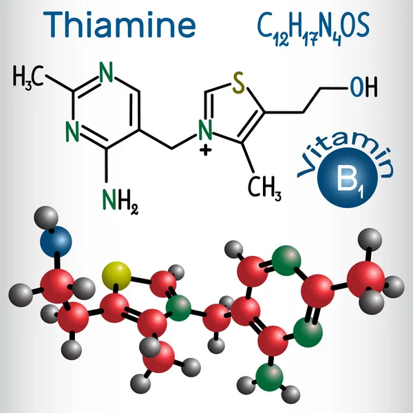 Tiamina (tiamina o vitamina B1), que se encuentra en los alimentos, utilizada como suplemento dietético y medicamento. Fórmula química estructural y modelo molecular — Vector de stock