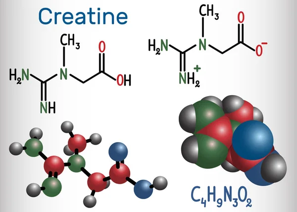 Molécula de creatina. Fórmula química estructural y modelo molecular . — Vector de stock