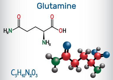 Glutamin, Gln, amino asit molekülü. Yapısal kimyasal formül ve molekül modeli.