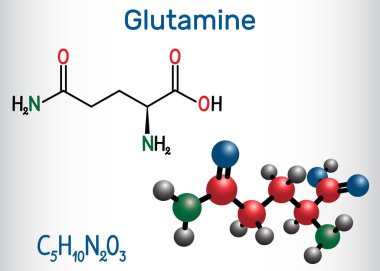 Glutamine, Gln , amino acid molecule. Structural chemical formula and molecule model. clipart