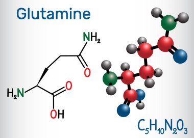 Glutamin, Gln, amino asit molekülü. Yapısal kimyasal formül ve molekül modeli.