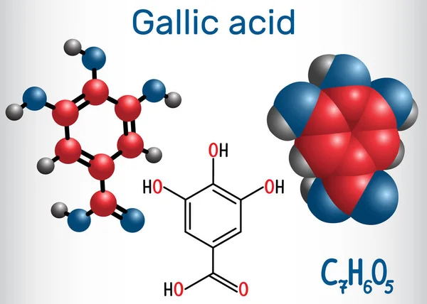 El ácido gálico, molécula de ácido trihidroxibenzoico, es ácido fenólico, que se encuentra en las gallinas, el zumaque, el hamamelis, las hojas de té y la corteza de roble. Fórmula química estructural y modelo molecular — Vector de stock