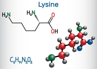 Lysine, L- lysine , Lys, amino acid molecule. It is used in the biosynthesis of proteins. Structural chemical formula and molecule model clipart