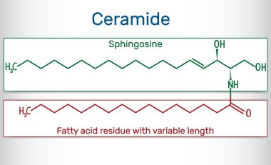 Ceramid molekülü, sfingosin ve bir yağ asidi oluşur. Yapısal kimyasal formül.