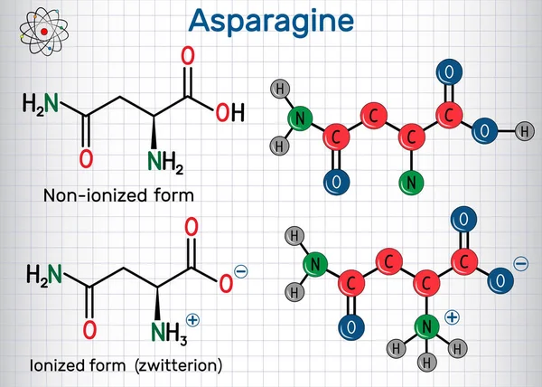 Asparagina, L-asparagina, Asn, molécula de aminoácidos. Formas zwitterion ionizadas e não ionizadas. Fórmula química estrutural e modelo de molécula. Folha de papel em uma jaula —  Vetores de Stock