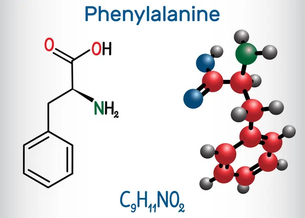 Fenilalanina, L-fenilalanina, Phe, molécula de aminoácidos. Fórmula química estructural y modelo molecular — Vector de stock