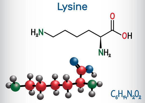Lysine, L- lysine , Lys, amino acid molecule. It is used in the biosynthesis of proteins. Structural chemical formula and molecule model