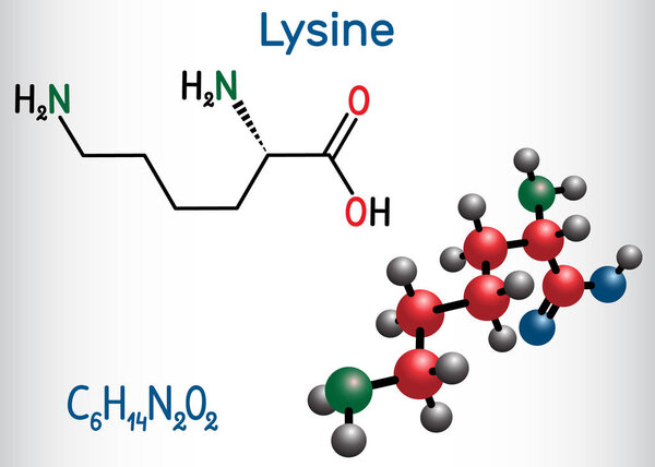 Lysine, L- lysine , Lys, amino acid molecule. It is used in the biosynthesis of proteins. Structural chemical formula and molecule model