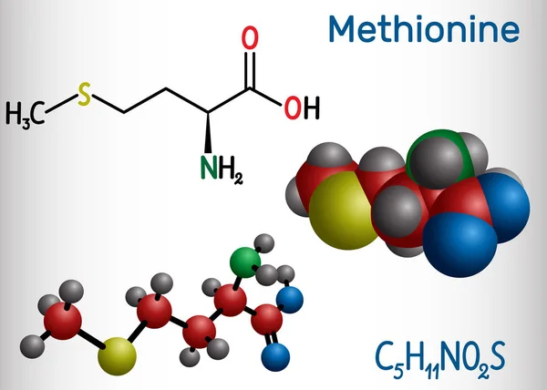 मेथिनिन, एल-मेथिओनिन, मेट, आवश्यक अमीनो acidसिड रेणू. स्ट्रक्चरल रासायनिक सूत्र आणि आण्विक मॉडेल — स्टॉक व्हेक्टर