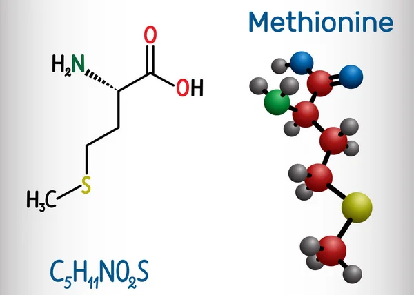 Metionina (l-metionina, Met, M) molécula esencial de aminoácidos. Fórmula química estructural y modelo molecular . — Vector de stock