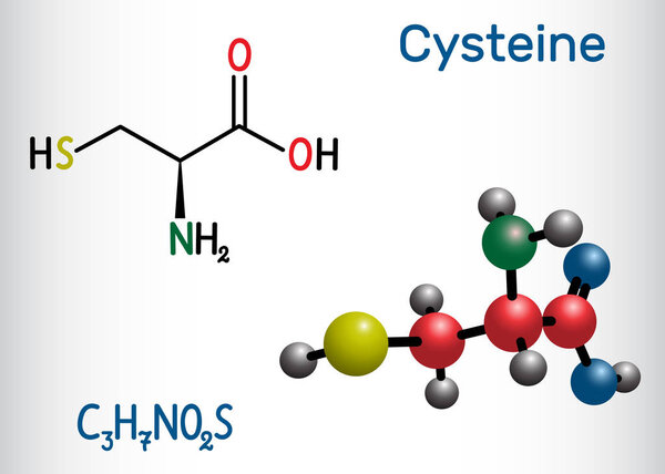Cysteine  (L-cysteine, Cys, C) proteinogenic amino acid molecule.  Structural chemical formula and molecule model.