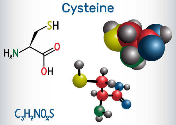 Cysteine  (L-cysteine, Cys, C) proteinogenic amino acid molecule.  Structural chemical formula and molecule model.