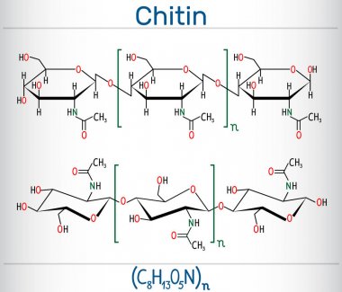 Chitin molecule. It is natural compound from the group of nitrogen-containing polysaccharides. Structural chemical formula and molecule model. clipart