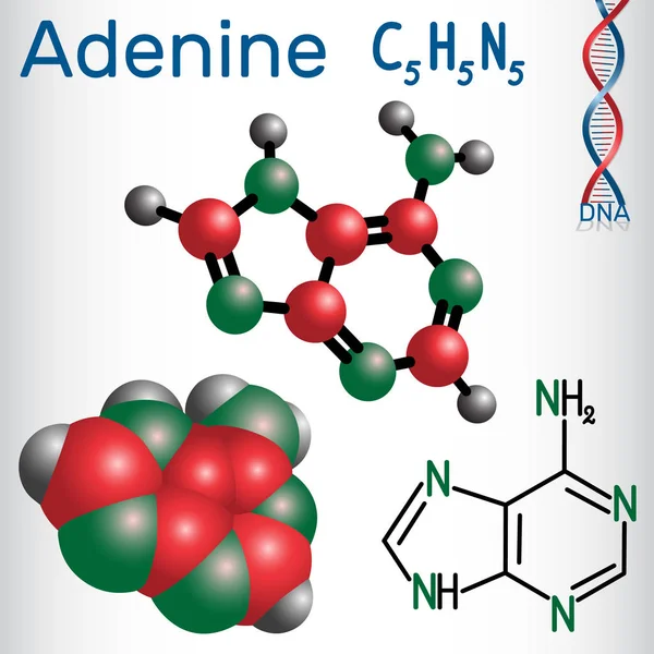 Adenina A, Ade - nucleobase de purina, unidad fundamental del código genético en ADN y ARN. Fórmula química estructural y modelo molecular — Vector de stock