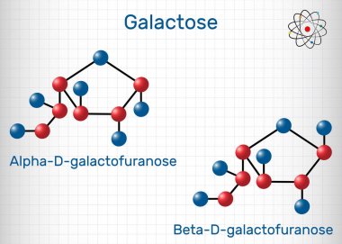 Galaktoz, alfa-D- galactofuranose, beta-D- galactofuranose, süt şekeri molekülü. Döngüsel form. Kafesteki kağıt parçası. Yapısal kimyasal formül ve molekül modeli