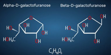 Galaktoz, alfa-D- galactofuranose, beta-D- galactofuranose, süt şekeri molekülü. Döngüsel form. Koyu mavi arka plan üzerinde yapısal kimyasal formül