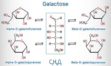 D-galaktozun tautomerik formları, süt şekeri. Alfa-D- galactofuranose, beta-D- galactofuranose, alfa-D- galaktopiranose, beta-D- galaktopiranose. Yapısal kimyasal formül