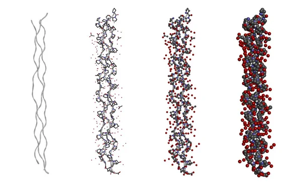 Hydrering struktur av en Triple Helix kollagen peptid molekyl i olika modeller på vit bakgrund — Stockfoto