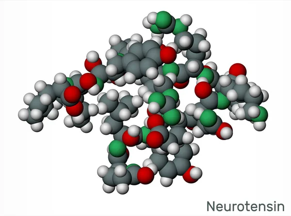 Neurotensin, 13 aminoneuropeptid molekyl. Skalmodell 3D — Stockfoto