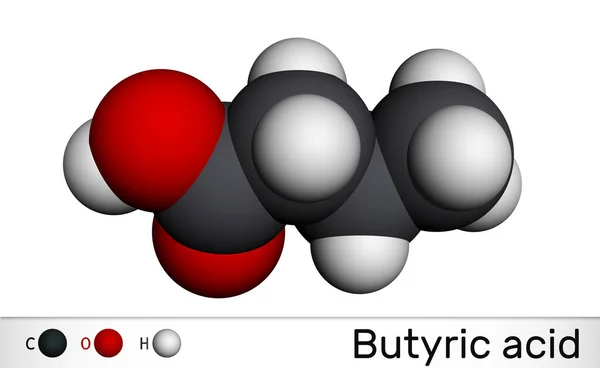 Butyric acid, butanoic acid molecule. Butyrates or butanoates are salts and esters . Molecular model. 3D rendering