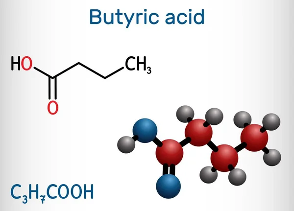 Butyric asit, butanoik asit molekülü. Butyrates veya butanoates tuz ve esterdir. Yapısal kimyasal formül ve molekül modeli. Vektör illüstrasyonu