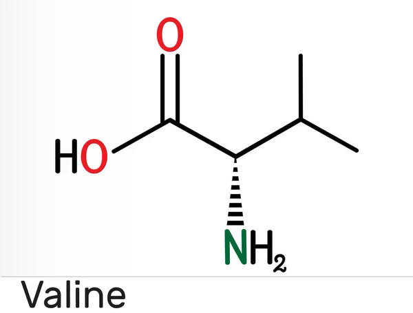 Valina Val Molécula Aminoácido Valina Utiliza Biosíntesis Proteínas Fórmula Química — Foto de Stock