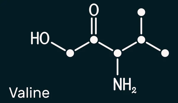 Valine Val Valineアミノ酸分子 タンパク質の生合成に用いられる 構造化学式 イラスト — ストック写真