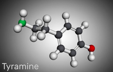 Tyramine, tyramin molekülü. Tyrosine 'den türetilmiş monoamin bileşiği. Moleküler model. 3B görüntüleme