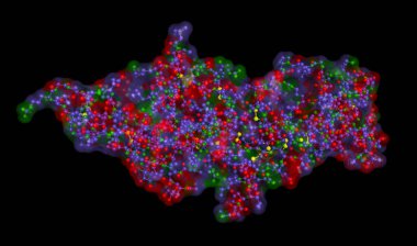 İnsan koryonik gonadotropin, HCG, plasental hormon. PDB: 1HRP. Glikoprotein hormonu hamilelik testinde kullanılır. İllüzyon. 3B görüntüleme