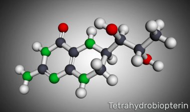Tetrahydrobiopterin, BH4, THB, sapropterin molekülü. Koenzim, tanı faktörü, insan metaboliti ve kofaktör rolünde. Moleküler model. 3B görüntüleme
