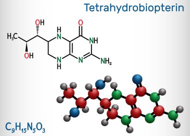 Tetrahydrobiopterin, BH4, THB, sapropterin molekülü. Koenzim, tanı faktörü, insan metaboliti ve kofaktör rolünde. Yapısal kimyasal formül ve molekül modeli. Vektör illüstrasyonu