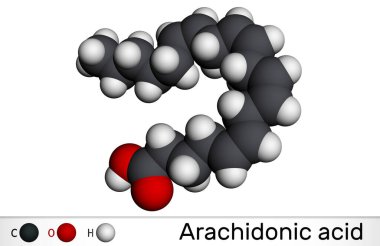 Arachidonik asit, AA, ARA molekülü. Doymamış omega-6 yağ asididir. Prostaglandin, tromboxanes ve lukotrien biyosentezinin öncüsüdür. Moleküler model. 3B görüntüleme