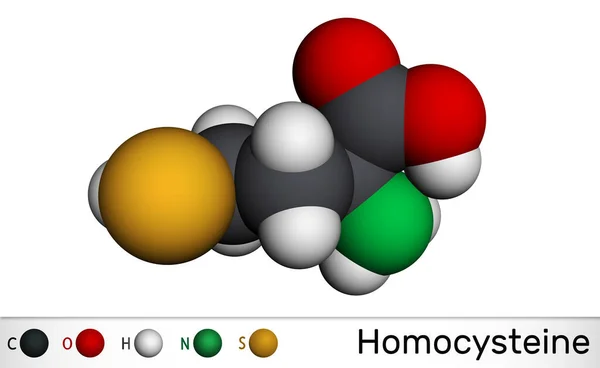 Molecola Omocisteina Biomarcatore Aminoacido Non Proteinogenico Contenente Zolfo Modello Molecolare — Foto Stock