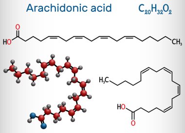 Arachidonik asit, AA, ARA molekülü. Doymamış omega-6 yağ asididir. Prostaglandin, tromboxanes ve lukotrien biyosentezinin öncüsüdür. Yapısal kimyasal formül, molekül modeli. Vektör illüstrasyonu 