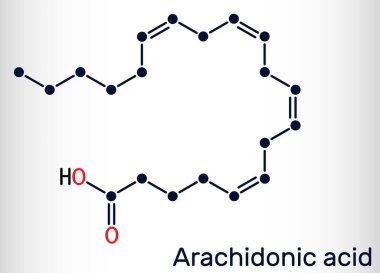 Arachidonik asit, AA, ARA molekülü. Doymamış omega-6 yağ asididir. Prostaglandin, tromboxanes ve lukotrien biyosentezinin öncüsüdür. İskelet kimyasal formülü. Vektör illüstrasyonu 