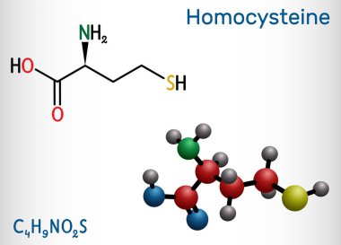 Homosteine biyoişaret molekülü. Protein içermeyen sülfür içeren amino asit. Yapısal kimyasal formül ve molekül modeli. Vektör illüstrasyonu