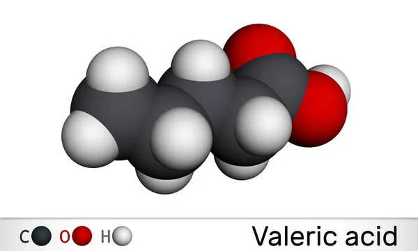 Ácido Valérico Ácido Pentanoico Molécula Valerato Modelo Molecular Renderizado —  Fotos de Stock