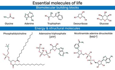 Yaşamın temel molekülleri. Glisin, adenin, triptofan, deoksiriboz, glikoz, fosfatidikolin, adenozin trifosfat, nikotinamid adenin dinükleotid (oksitlenmiş form, NAD+)