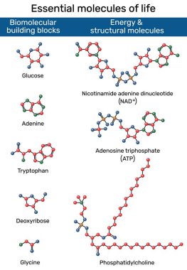 Yaşamın temel molekülleri. Glisin, adenin, triptofan, deoksiriboz, glikoz, fosfatidikolin, adenozin trifosfat, nikotinamid adenin dinükleotid (oksitlenmiş form, NAD+)