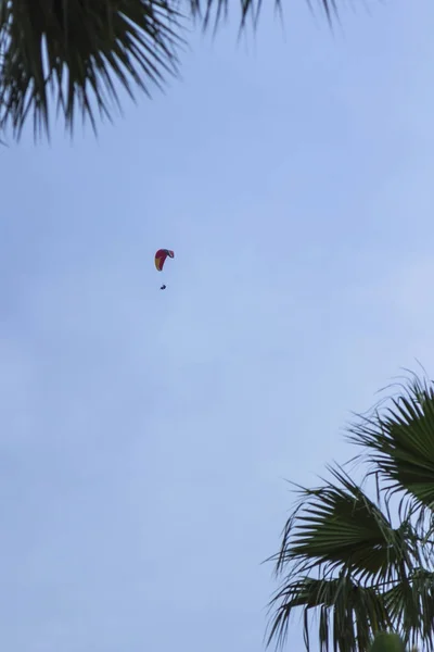 Skydiver Ενάντια Στους Μπλε Ουρανό Και Φοίνικες Κλάδους — Φωτογραφία Αρχείου