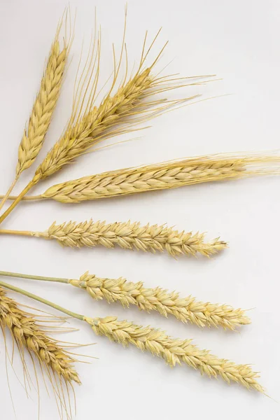 Beyaz bir arka plan üzerinde yaylar buğday. Yakın çekim. Top vie