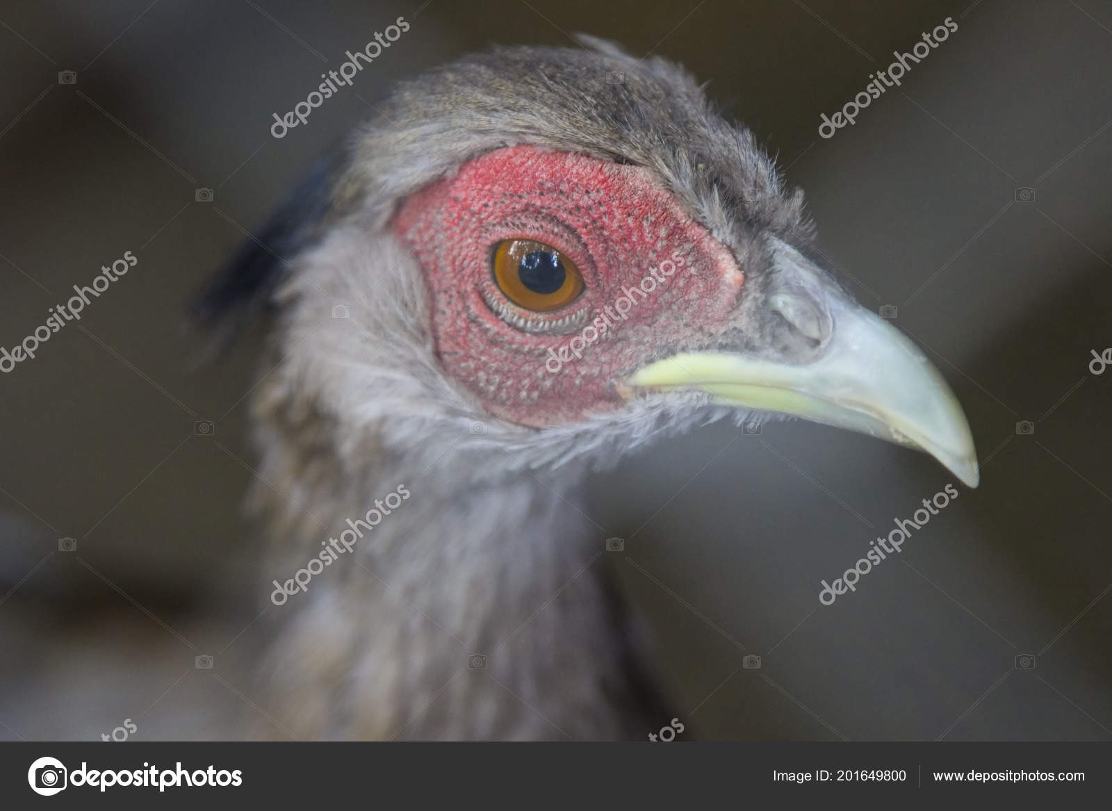 Grande testa Cocks
