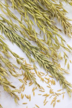 Yulaf bahar beyaz zemin üzerinde. Yakın çekim. Top vie